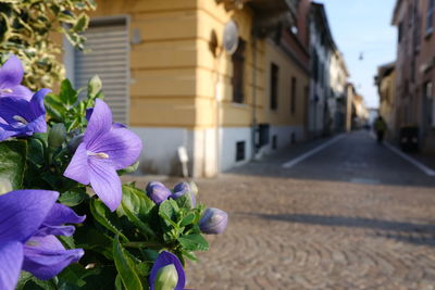 Close-up of purple flowering plant in building