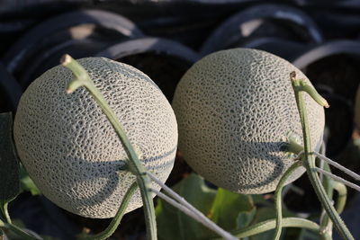 Close-up of fresh fruit