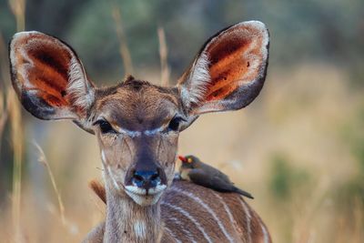 Portrait of kudu with oxpecker