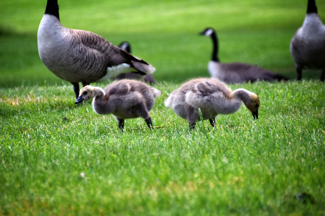 grass, animal themes, bird, animal, group of animals, ducks, geese and swans, wildlife, water bird, animal wildlife, plant, goose, nature, duck, green, canada goose, no people, beak, field, young animal, gosling, land, day, selective focus, young bird, outdoors, lawn, medium group of animals