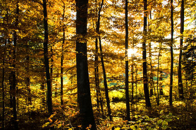 Trees in forest