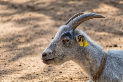 Close-up portrait of goat