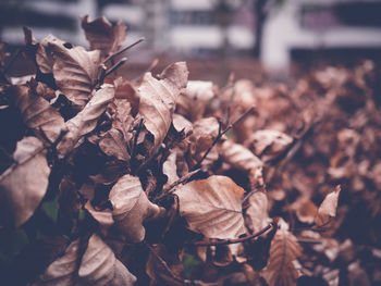 Close-up of dry leaves on a field