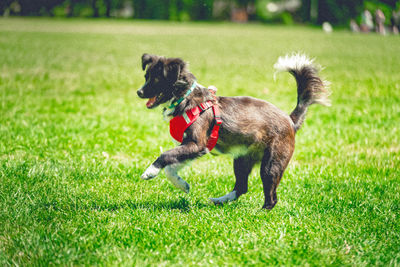 Full length of a dog running on grassy field