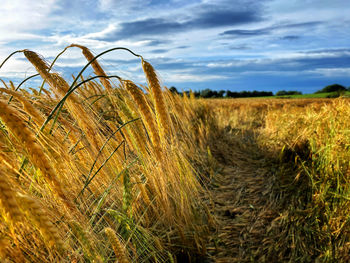 Crops growing on field against sky