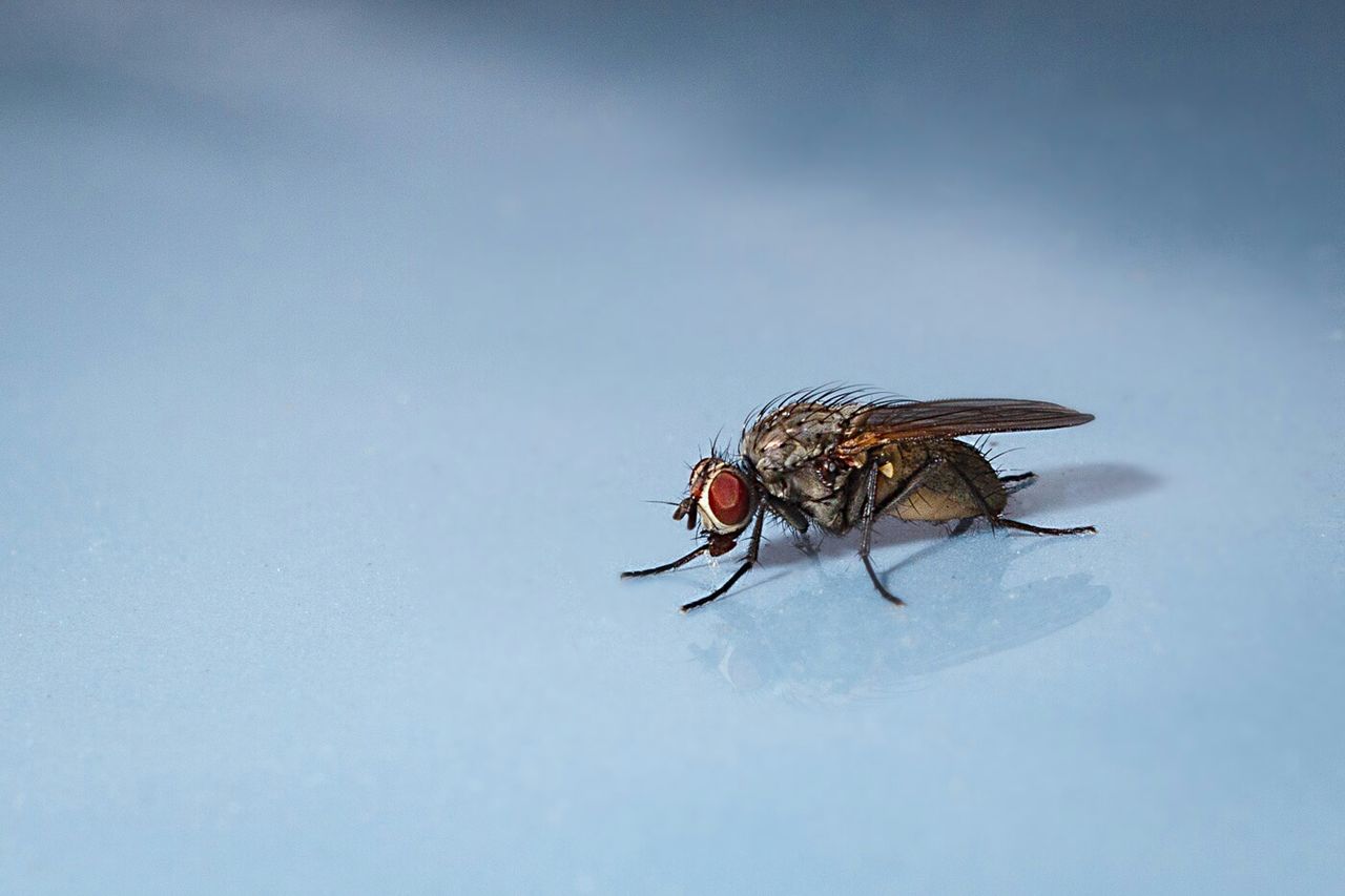 insect, animal themes, one animal, animals in the wild, wildlife, spider, close-up, spider web, nature, focus on foreground, selective focus, day, arthropod, no people, copy space, outdoors, zoology, fragility, wall - building feature, full length