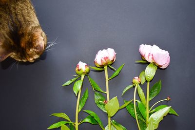 Close-up of flowers against blurred background