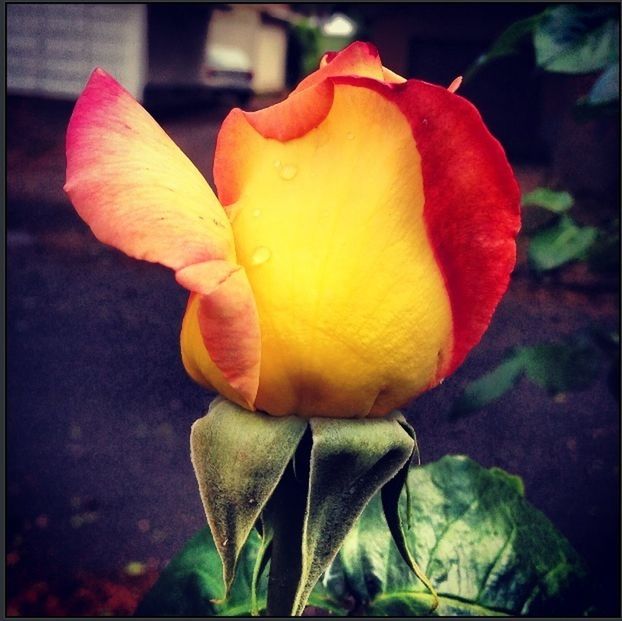 petal, flower, flower head, fragility, freshness, close-up, growth, beauty in nature, single flower, nature, blooming, focus on foreground, tulip, rose - flower, plant, red, in bloom, rose, orange color, leaf