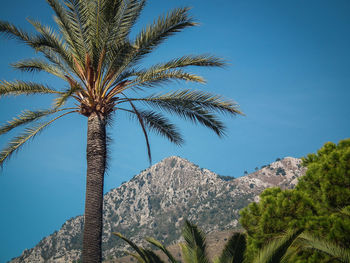 Palm trees against clear blue sky