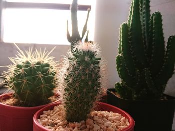 Close-up of potted cactus plants