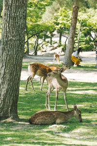 Deer in a tree