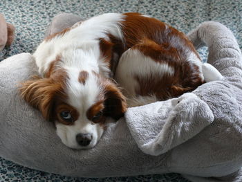 High angle view of cavalier king charles spaniel dog resting on a stuffed animal