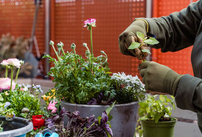 Cropped hand of woman holding potted plant