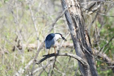 Gray heron perching on tree