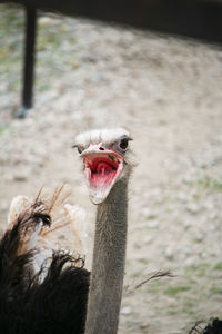 Close-up of bird on land