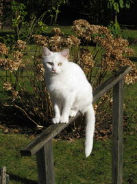 Portrait of cat sitting on grass