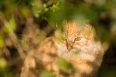 Close-up portrait of cat