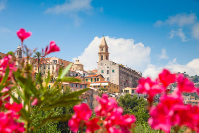 Pink flowering plants against buildings in city