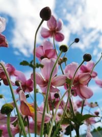 Low angle view of pink flowering plants