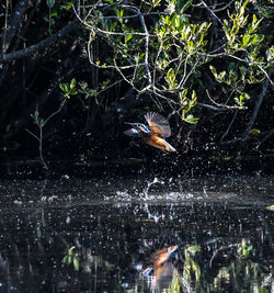 Bird flying over lake