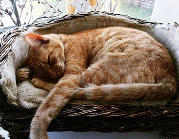 Ginger cat in a basket sleeping