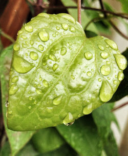 Close-up of water drops on leaves