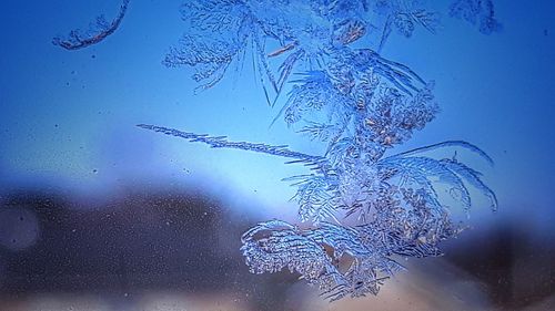 Close-up of water drops on blue sky
