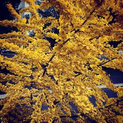 Close-up of yellow maple leaf on branch