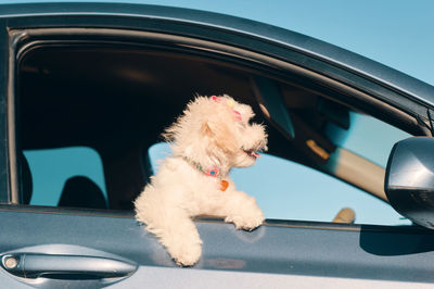 A side view of a happy french poodle mini puppy dog with hair clips looking out of a car window