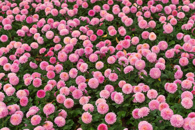 Full frame shot of pink flowering plants