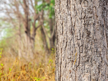 Close-up of tree trunk