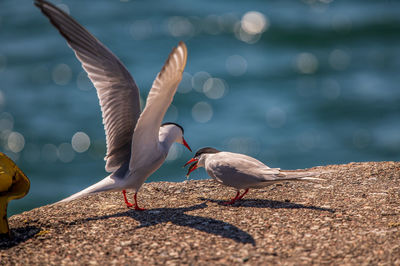 Common tern father giving a fish to its young