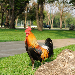 Close-up of rooster perching on field