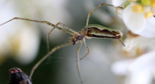 Close-up of spider