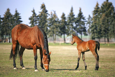 Horses on a field