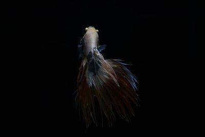 Close-up of bird against black background