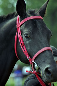 Portrait of a brown horse.