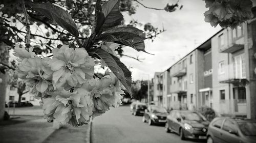 Empty road in city