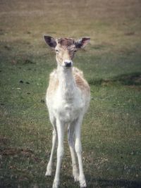 Portrait of lion standing on field