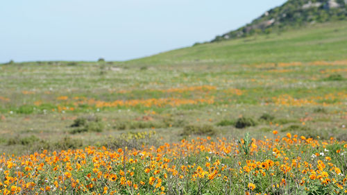 Scenic view of flowering plants on field against sky