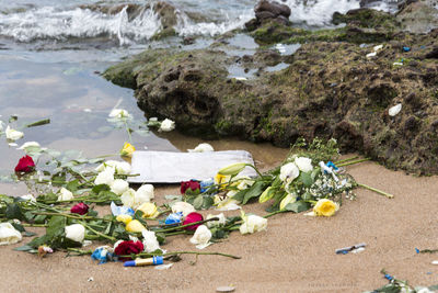 View of garbage and plants on beach