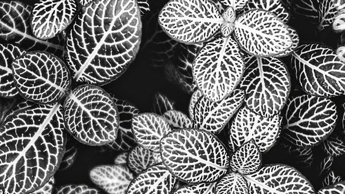 black and white