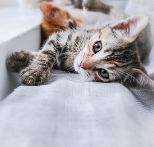 Portrait of cat lying on bed