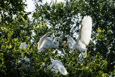 Low angle view of birds flying