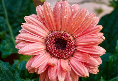 Close-up of pink flower