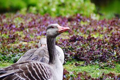 Bird on a field