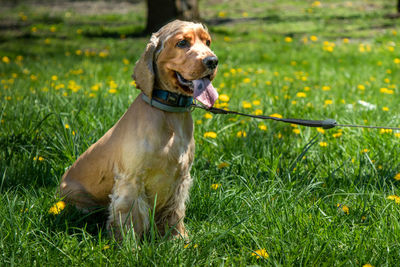 Dog sitting in grass