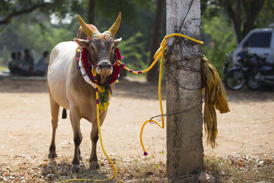 Horse standing on field