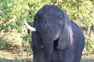 Close-up portrait of elephant