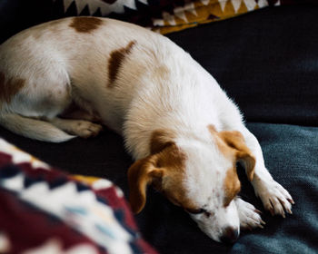 Close-up of dog sleeping at home